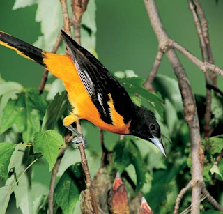 burung tercantik di dunia