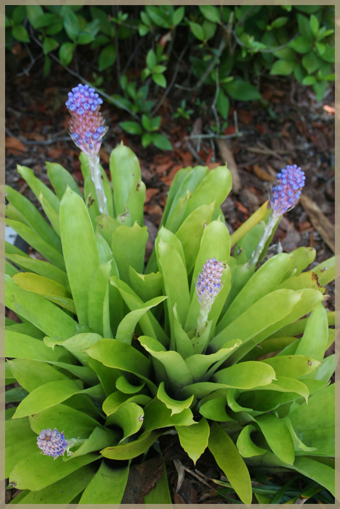 The Rainforest Garden Aechmea Cylindrata