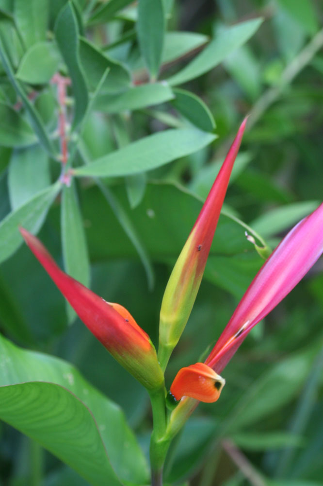 The Rainforest Garden Tropical Plants in Jacksonville