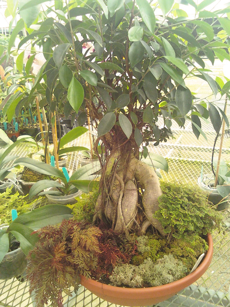 The Rainforest Garden Extremely Unusual Plants at the Orchtoberfest