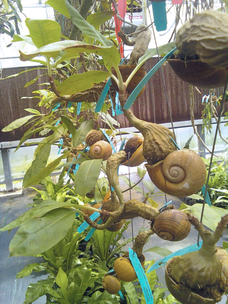 The Rainforest Garden Extremely Unusual Plants at the Orchtoberfest