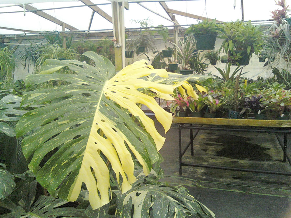 The Rainforest Garden Extremely Unusual Plants at the Orchtoberfest