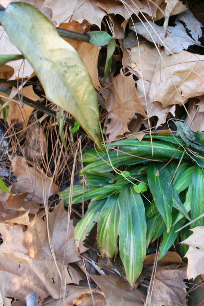 Plants Blog Year 2 Plants Blog Buxus Sempervirens Common Box