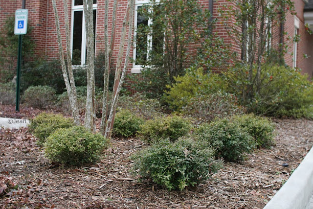 Trees Of Santa Cruz County Rhaphiolepis Montic Majestic