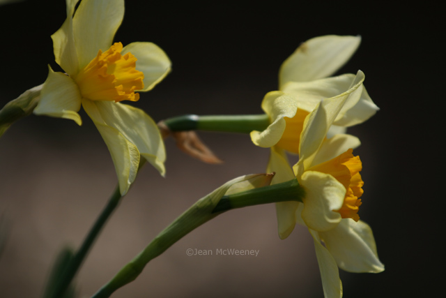 [GGW+entry+daffodils.jpg]