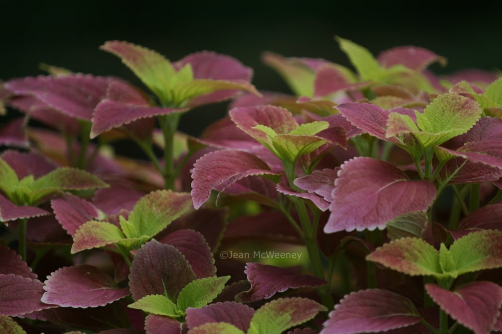 Skillin S Garden Log Buddleia Butterfly Bush