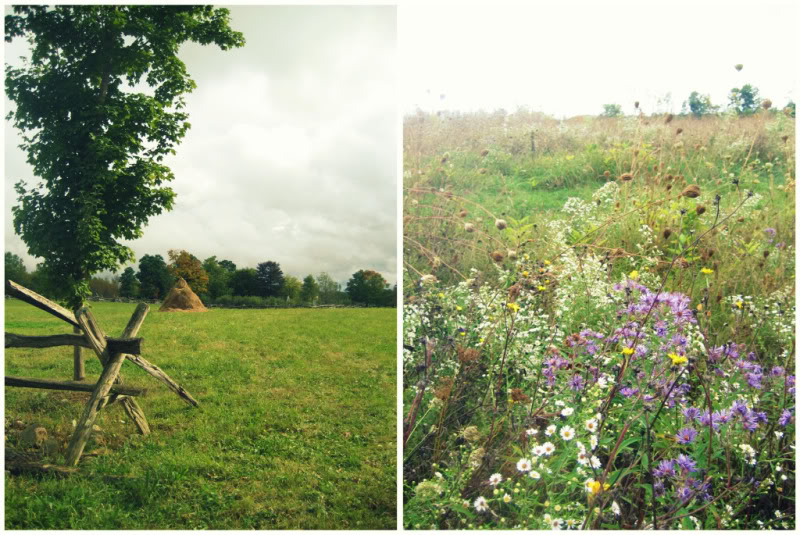 [haystackflowerscollage.jpg]