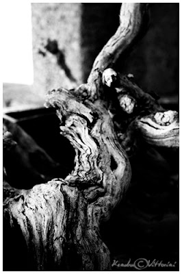 Legno senza vita