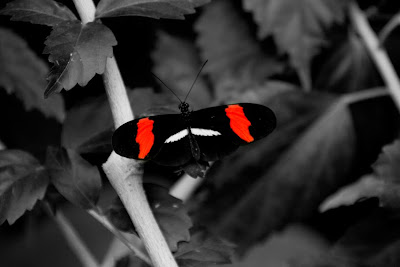 Halloween Havoc 2010