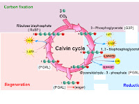 Light Reaction Diagram Light Reaction Diagram