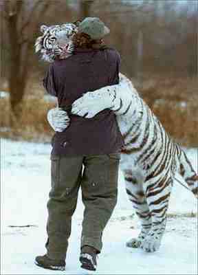 [tiger-hugging-man-791658.jpg]