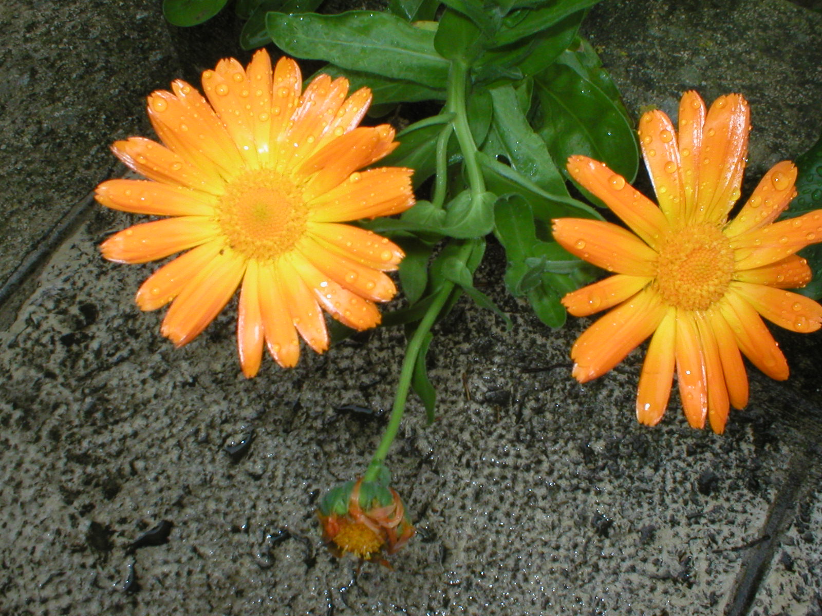[P1010109.JPG]