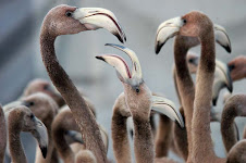 flamencos