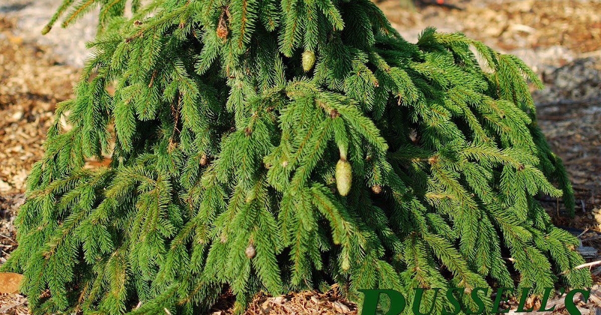 Russell�s Nursery Picea abies �Acrocona�