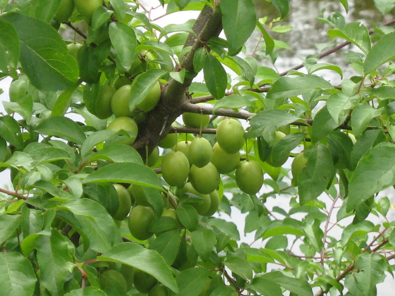 basit bir yaşam&hellip;: Yiyeceklerin teoride ve pratikte geldiği yerler