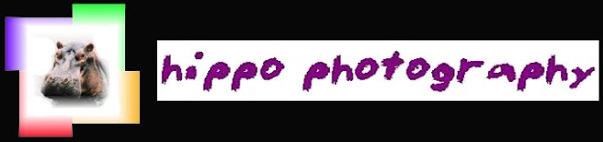 hippo photography