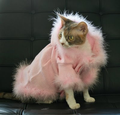 cat1.jpg