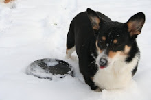 Frozen Frisbee...