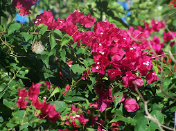 The Savior Bougainvillea