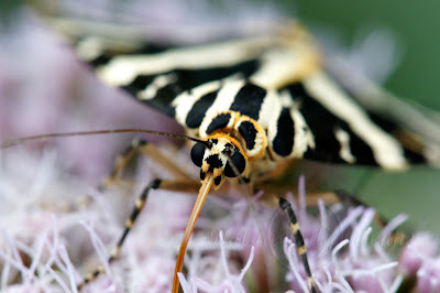 Ecaille chinée sur Eupatoire chanvrine