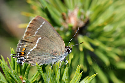 Satyrium spini