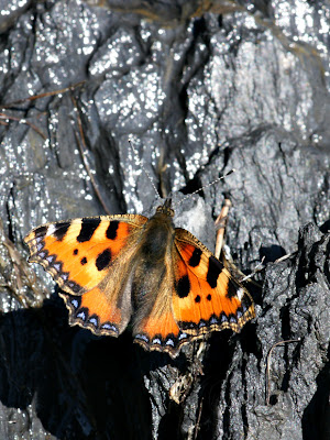 Aglais urticae