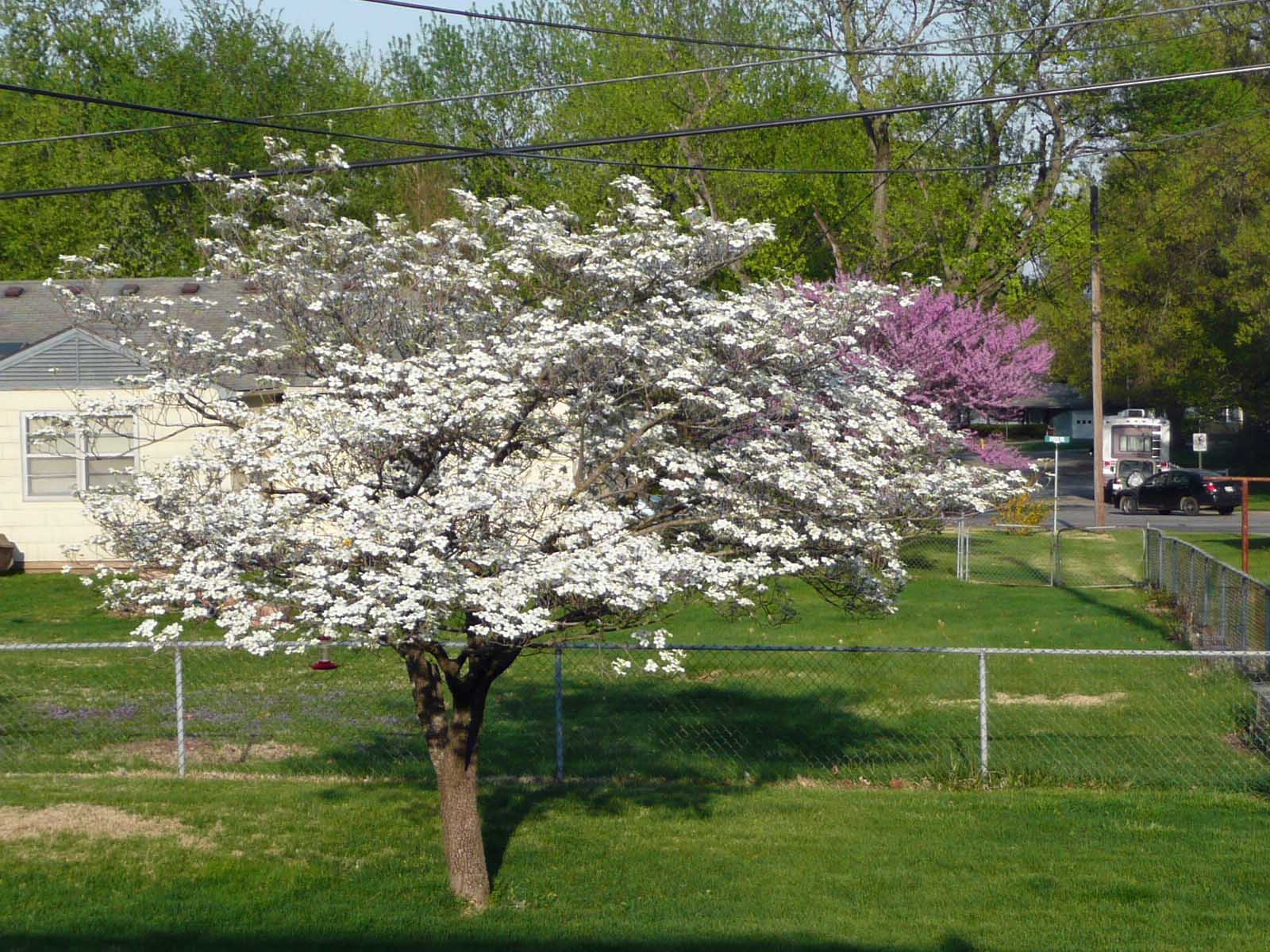 clothespins flowering dogwood tree clothespins flowering dogwood tree