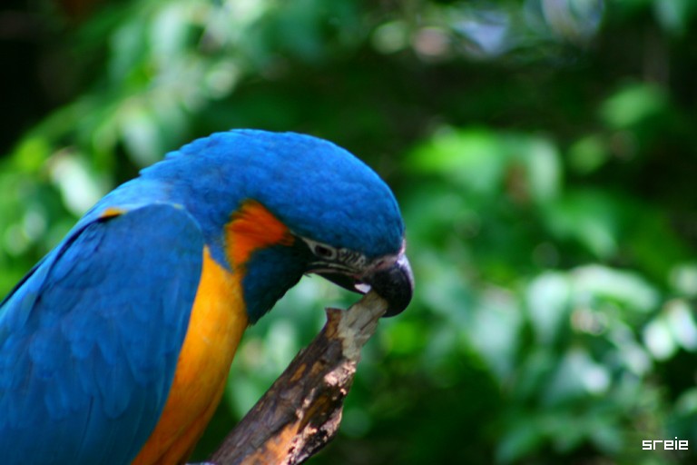[Macaw+beak.jpg]