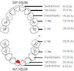 *****DİŞLERİMİZ*****