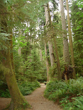 Old Growth Forest Port Alberni British Columbia Canada