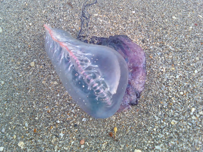 Jellyfish Florida