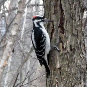 [woodpecker.jpg]