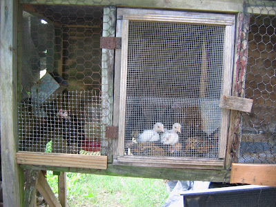 chicken coop door. little chicks at the door,