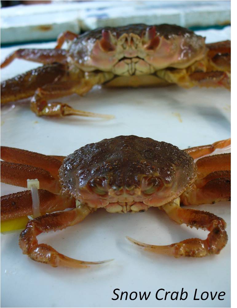 Snow Crab Love Meet the Bairdis