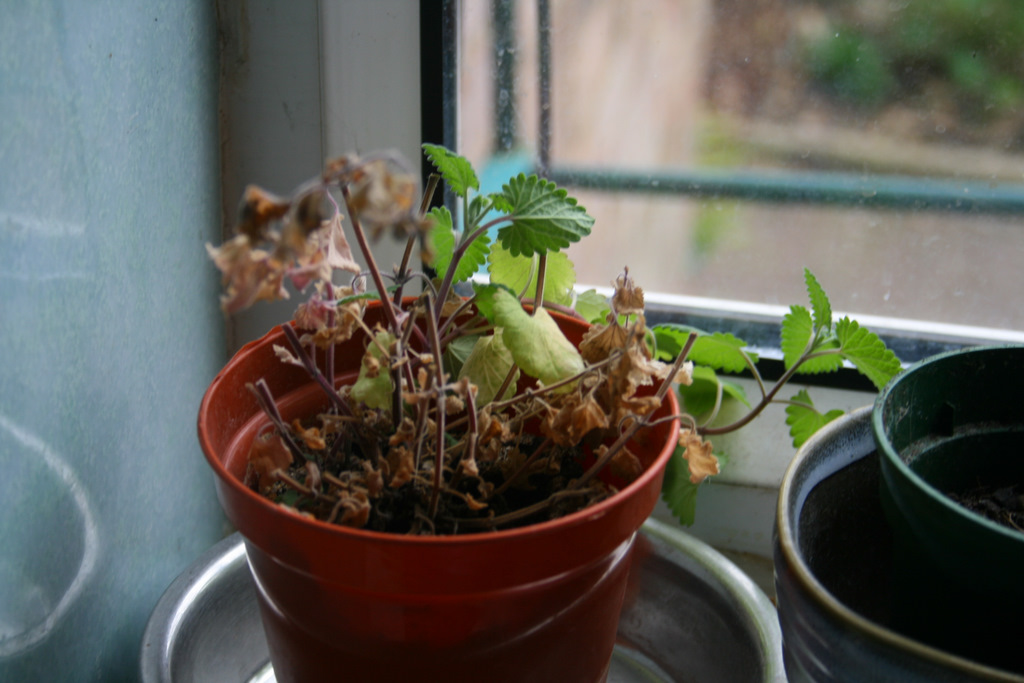[catnip+plant.JPG]