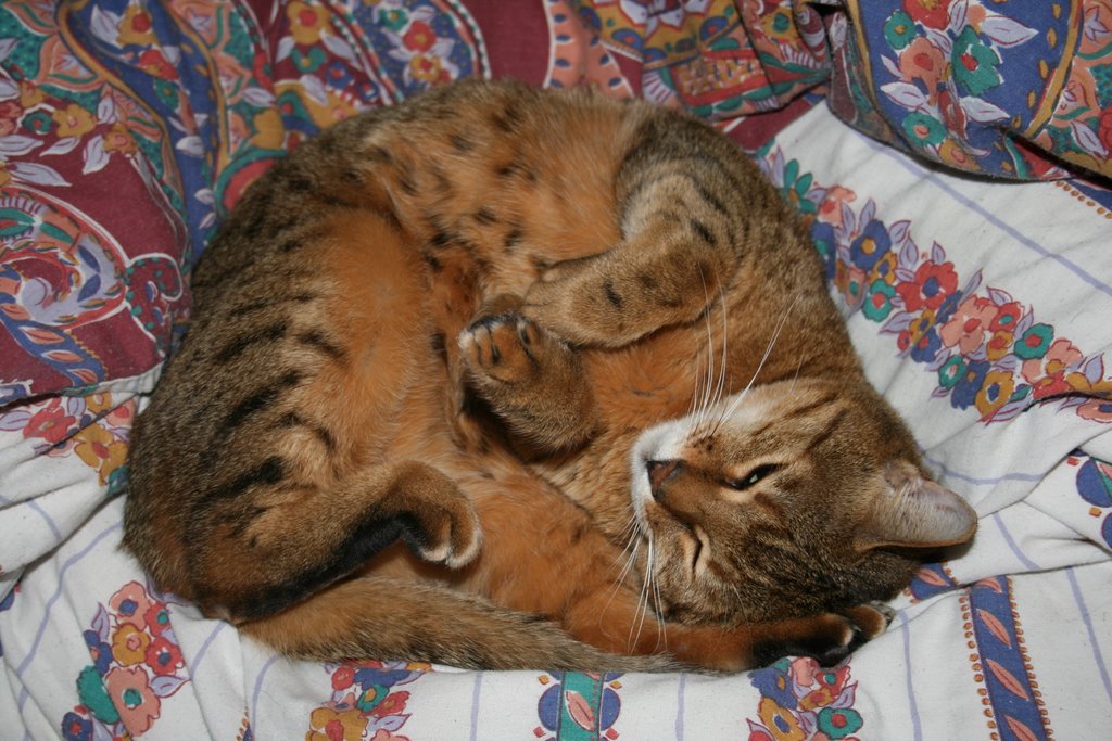 [curled+up+cat+missing+paws.JPG]