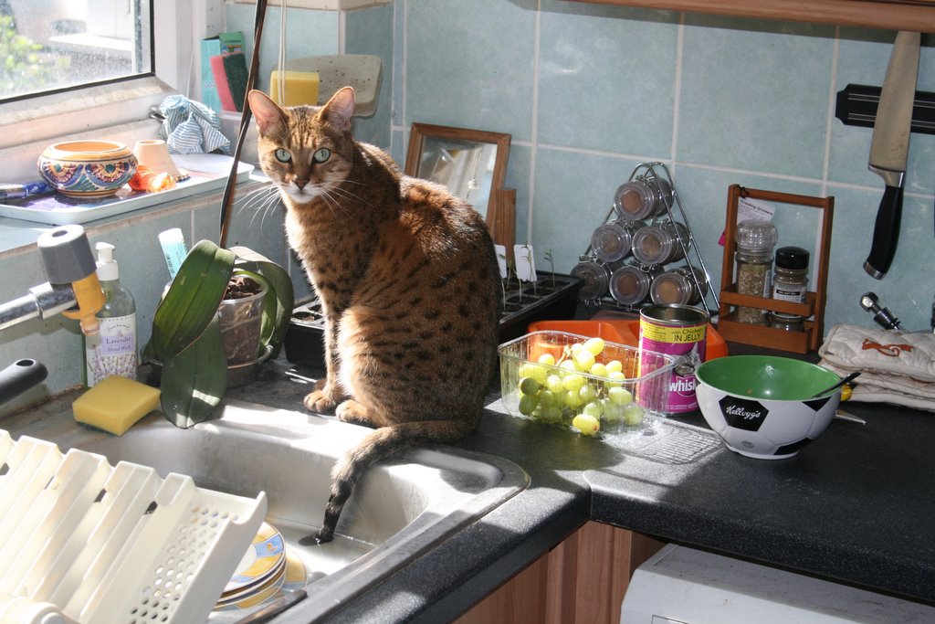 [Bengal+cat+with+tail+in+water.JPG]