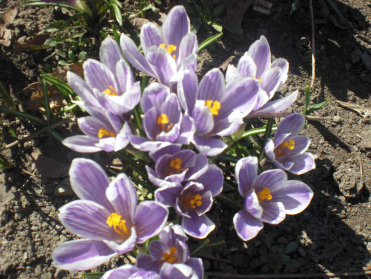 WELCOME TO MY GARDEN PARTY