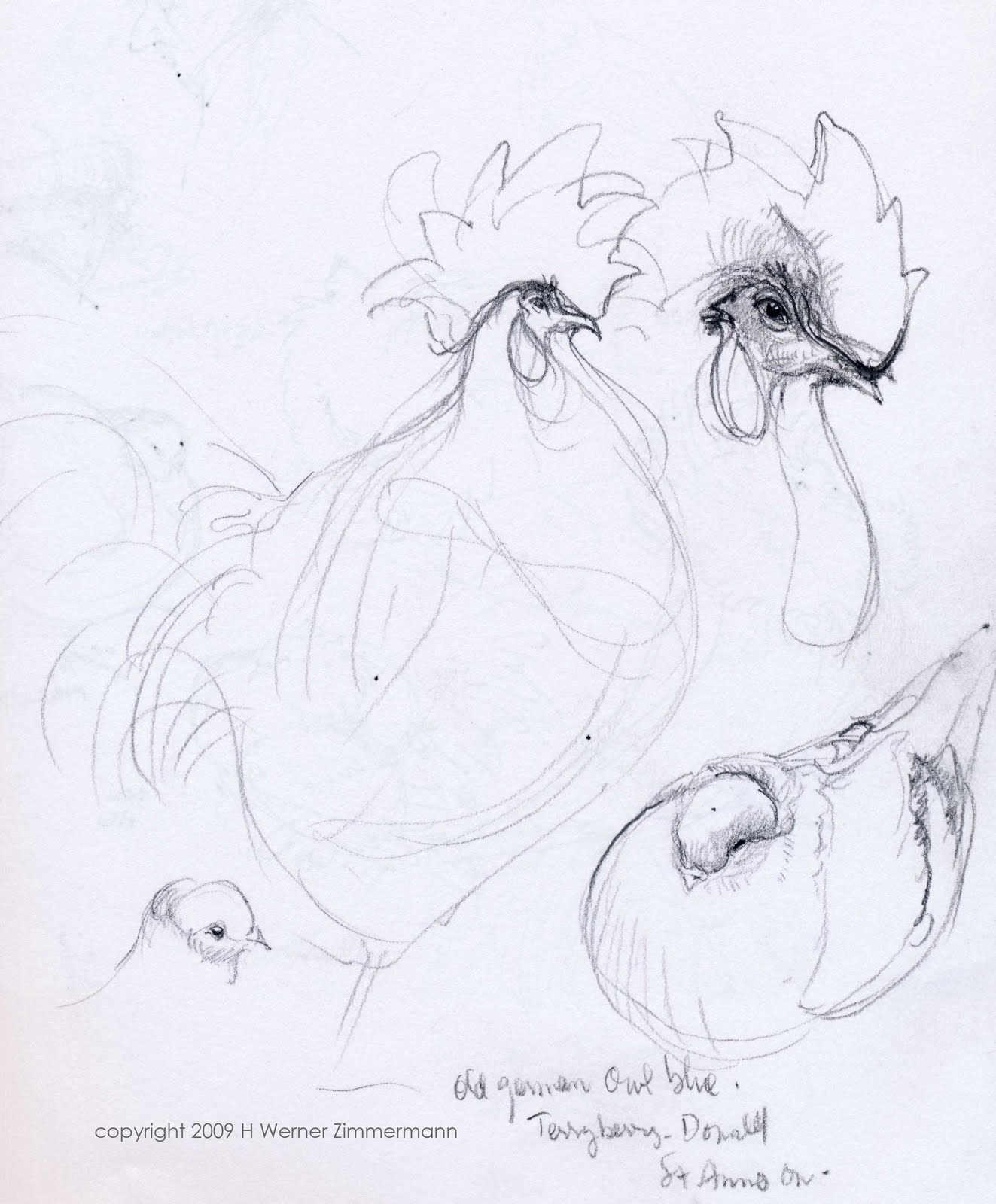 [Rooster-&-Pigeon-study-_web.jpg]
