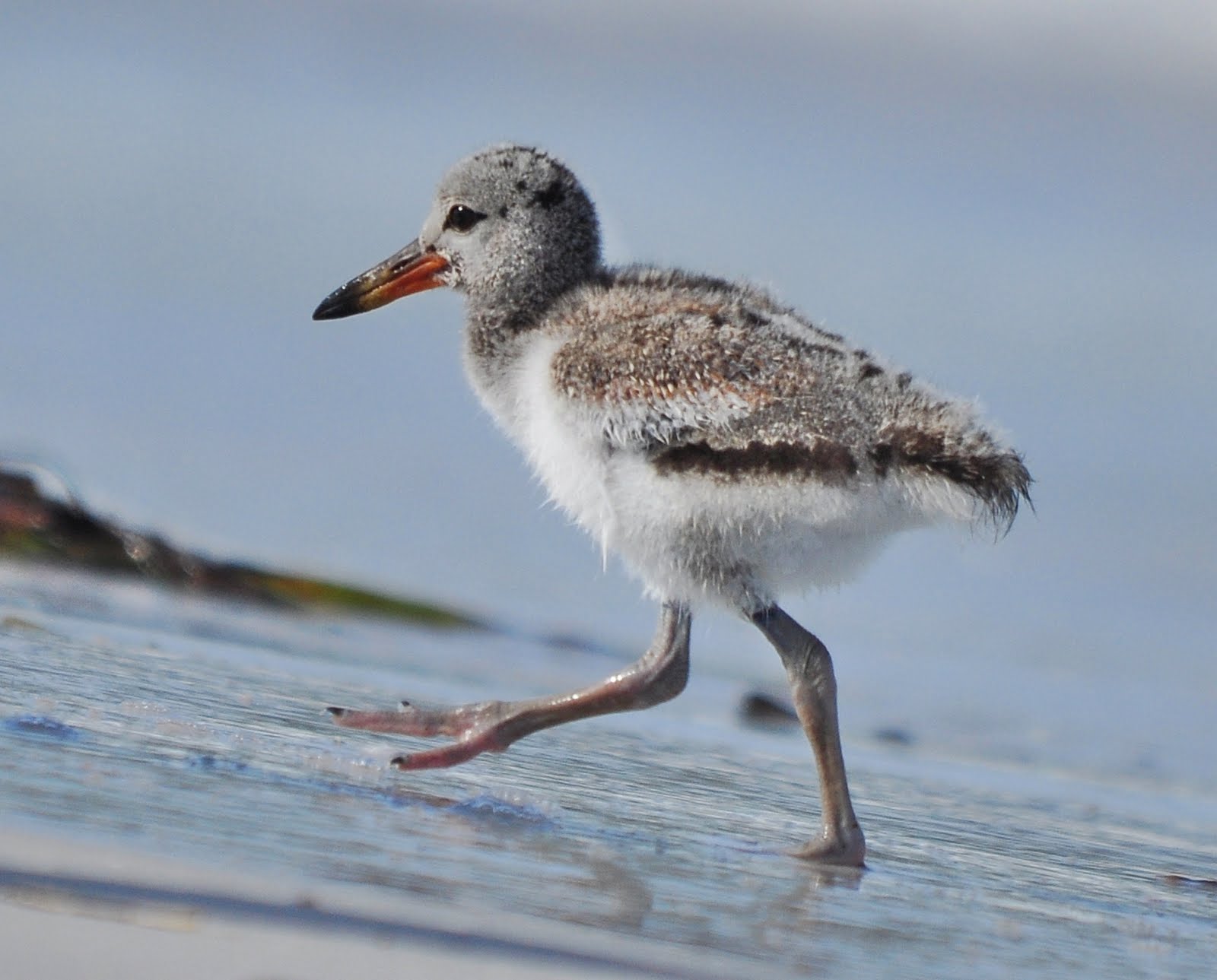 Dina's City Wildlife Adventures Famous baby oystercatcher at Fort Desoto