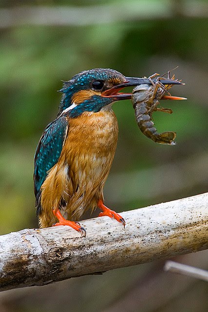 Kingfisher Forex Trading Kingfisher Burung Raja Udang