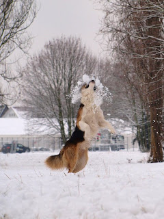 En natuurlijk, sneeuwbal-bijten