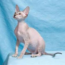 Peterbald