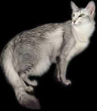Oriental (Pêlo Longo)