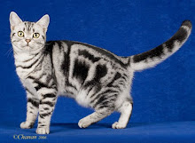 American Shorthair