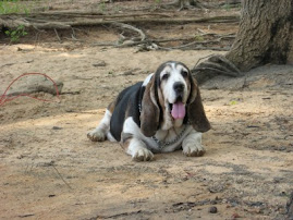 Boomer 11/20/96 - 10/08/07