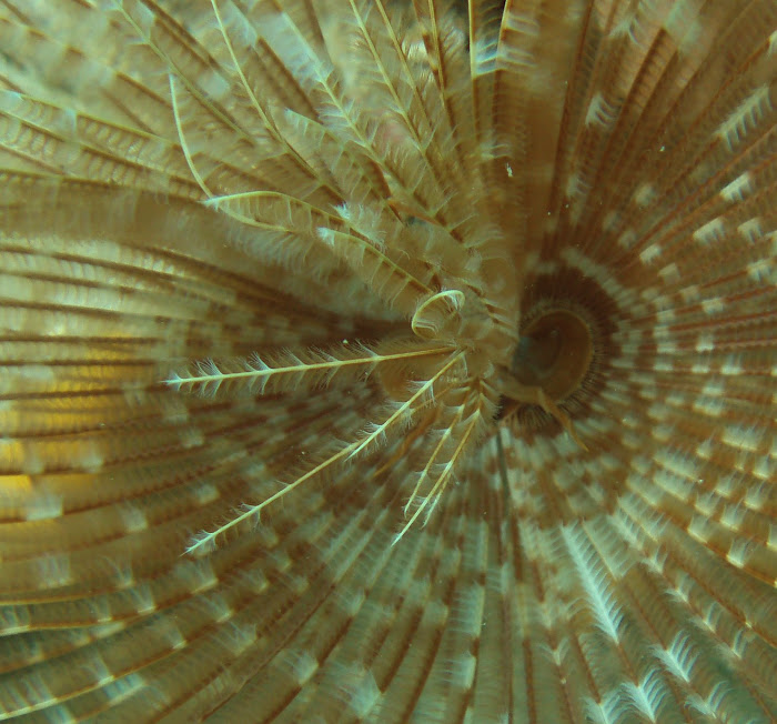 Magnificent Feather Duster Worm