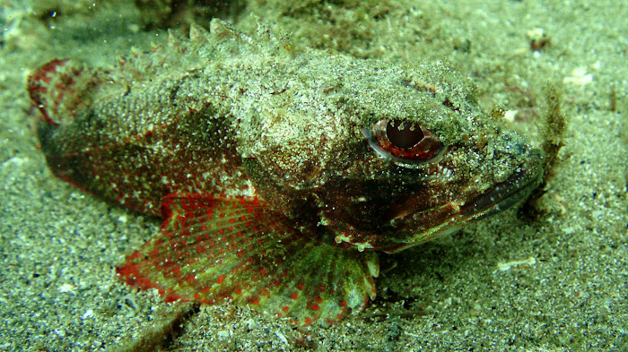 Scorpionfish