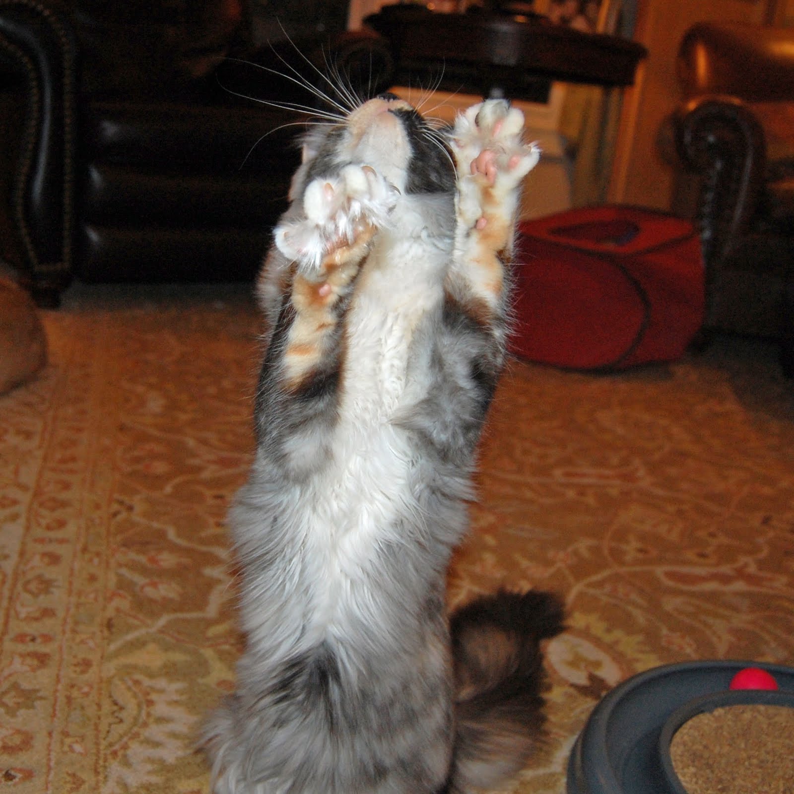 thewildhare Maine Coon Cats