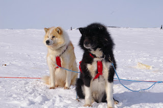The huskies are trained to take particular positions within the team...